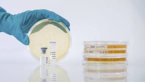 سلالات رقابة الجودة (QC Strains) في المختبرات الميكروبيولوجية سلالات رقابة الجودة (QC Strains) في المختبرات الميكروبيولوجية